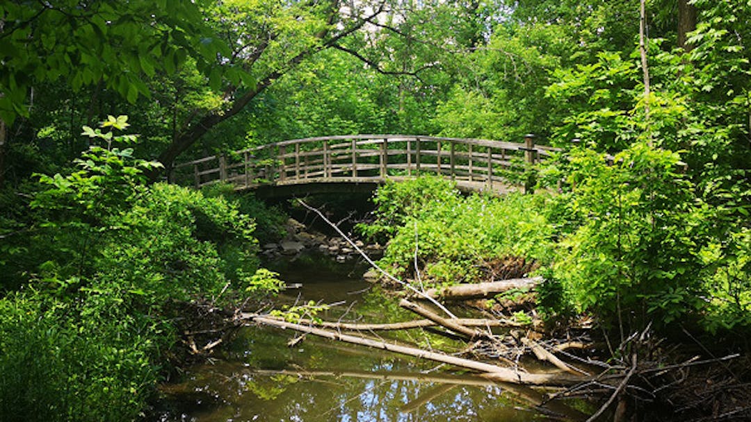 photo of a forest with a bridge over a body of water