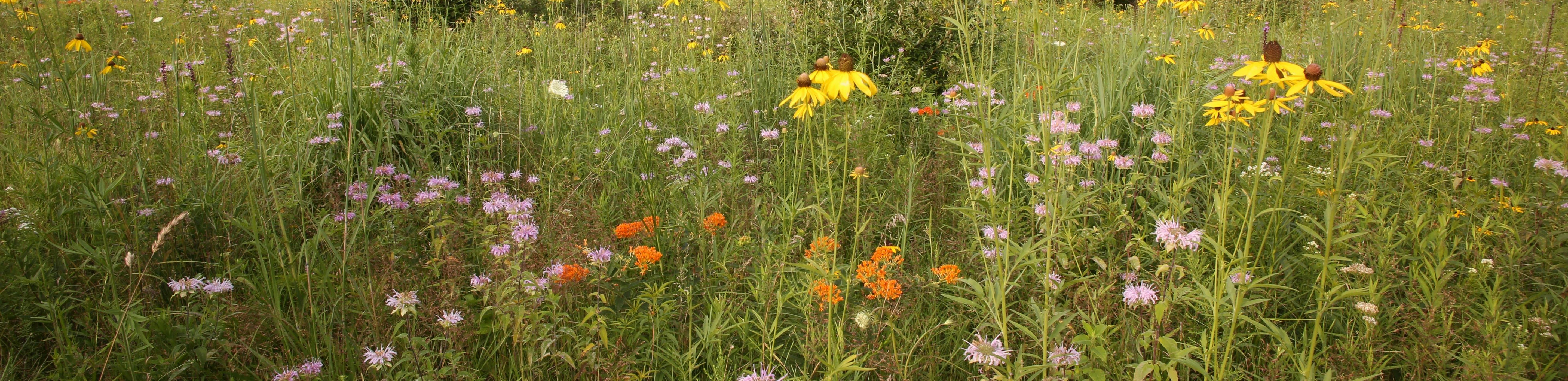Prairie Scene including flowers