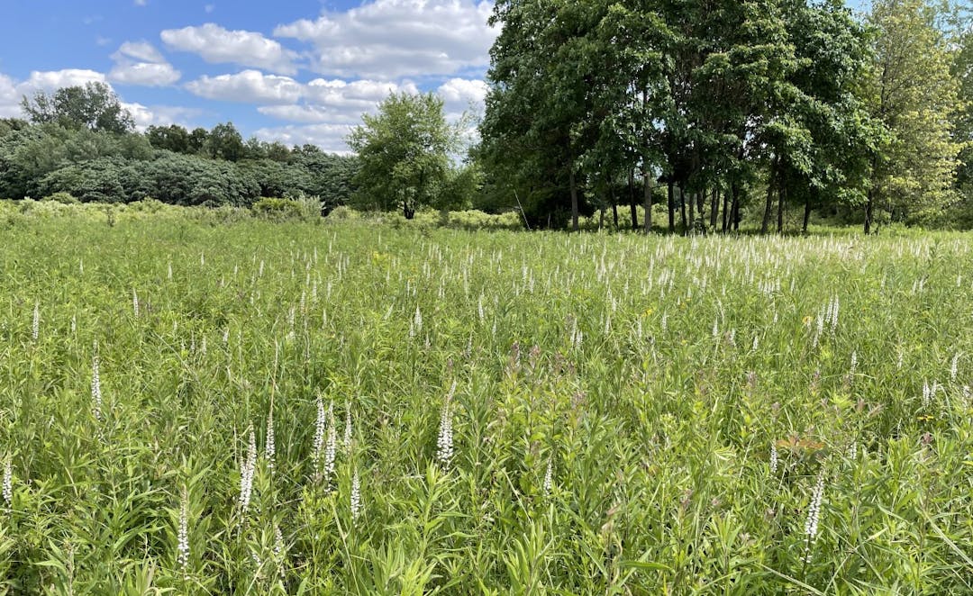 Prairie scene of colicroot flowers within Ojibway Prairie Provincial Nature Reserve