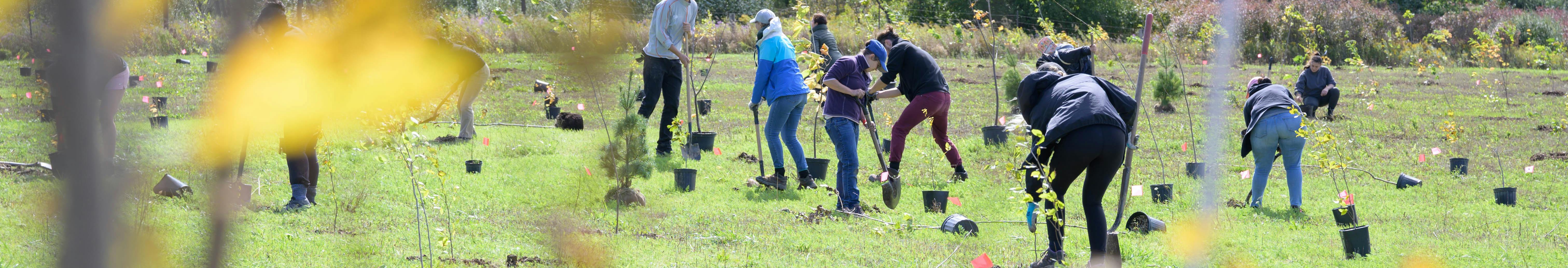 Students planting trees in field