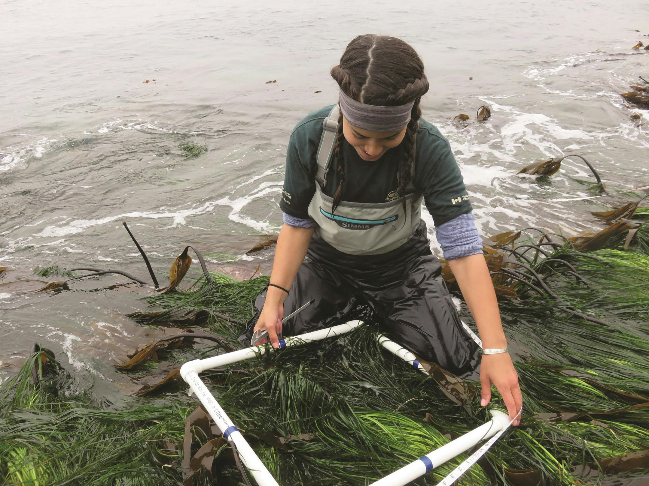 Parks Canada staff conduct a seagrass and seaweed survey along the shores of Gwaii Haanas National Park Reserve