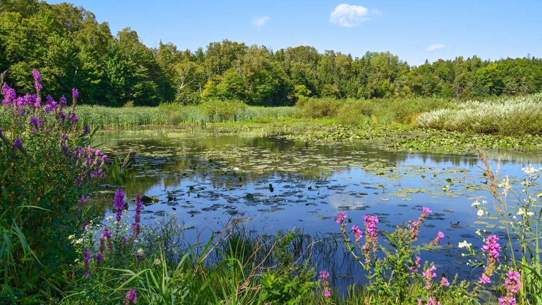 Marais représentant la biodiversité