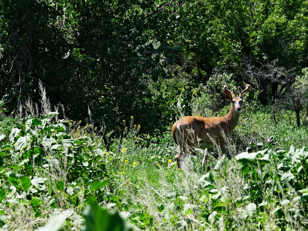 buck looking through trees