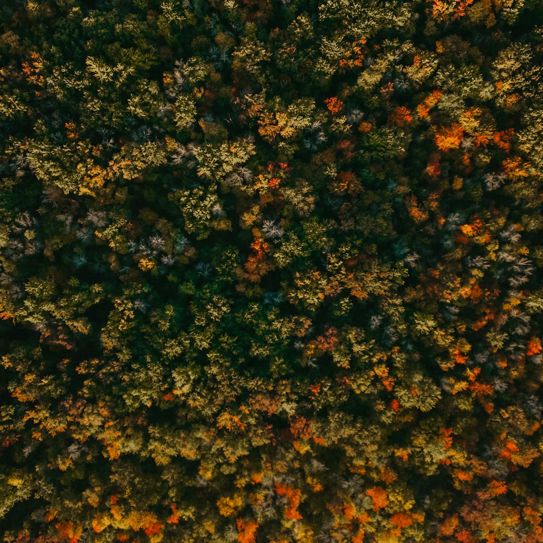 vue du ciel d'un bois en automne