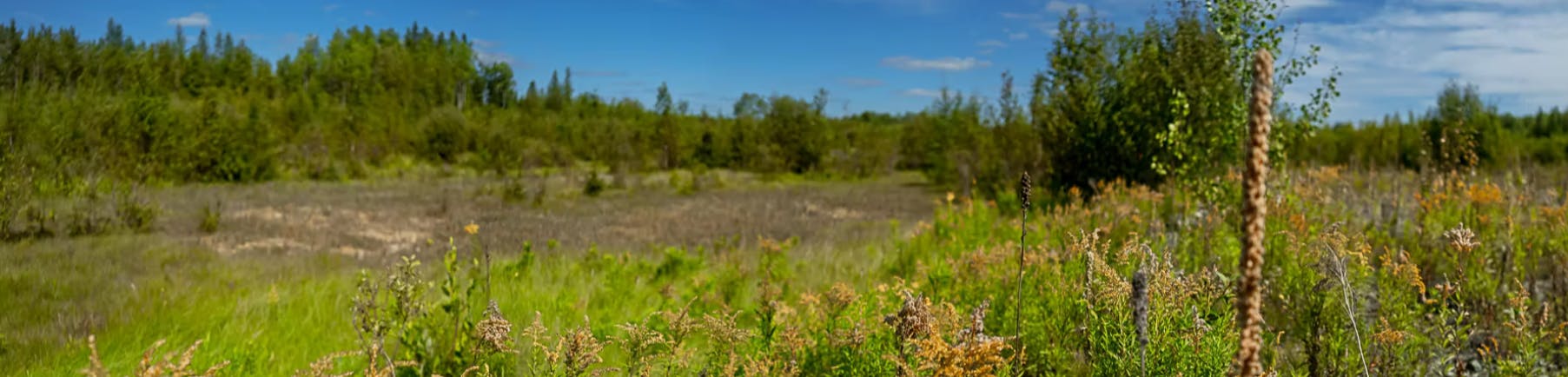 Flowers and a field 