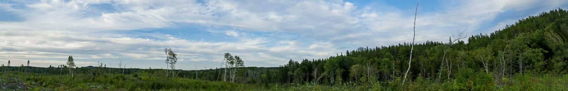 A view of the site with threes and a blue sky