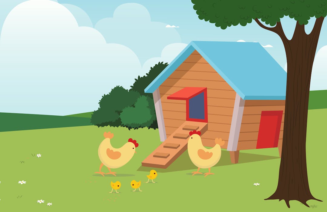Chickens in Residential Areas EngageBrant