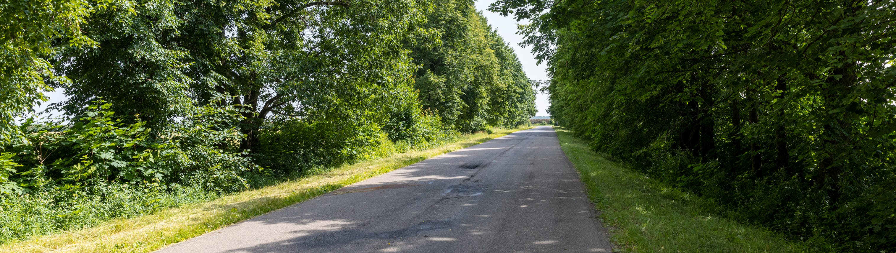 Road lined with trees