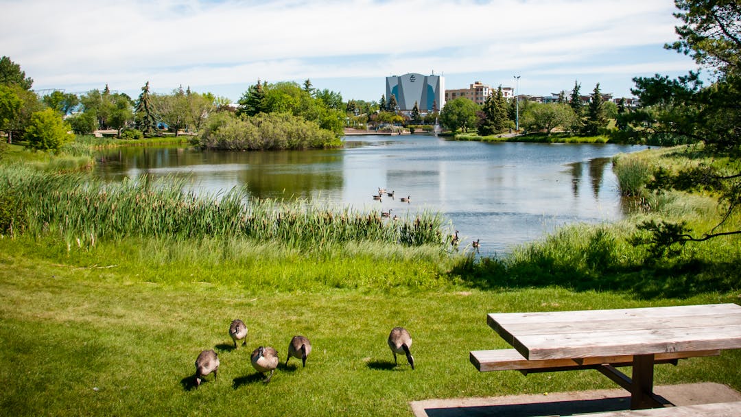 Image of picnic table and geese in Broadmoor Lake Park