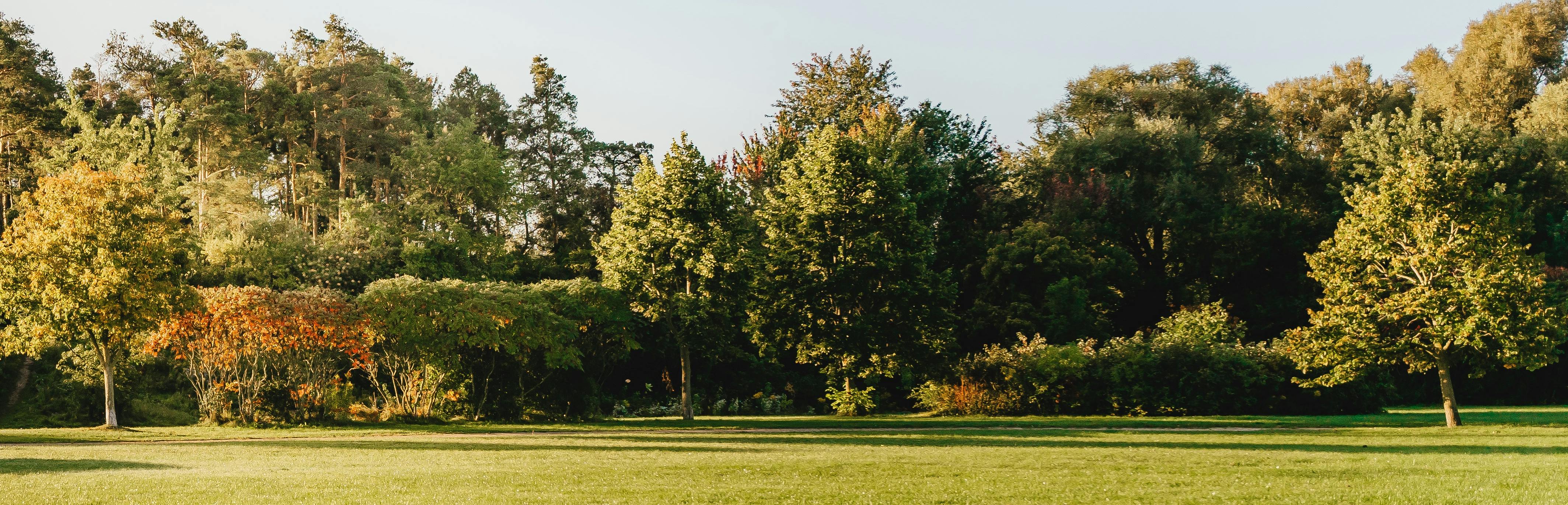 An open park space with trees