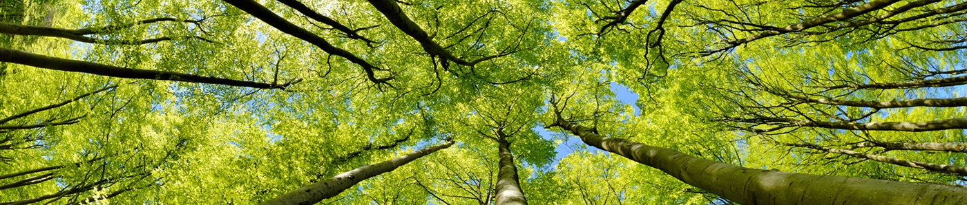 Tree with green leaves