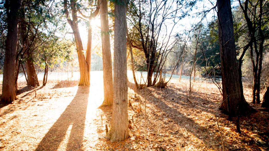 Sun shining through large cedar trees in Jackson Park