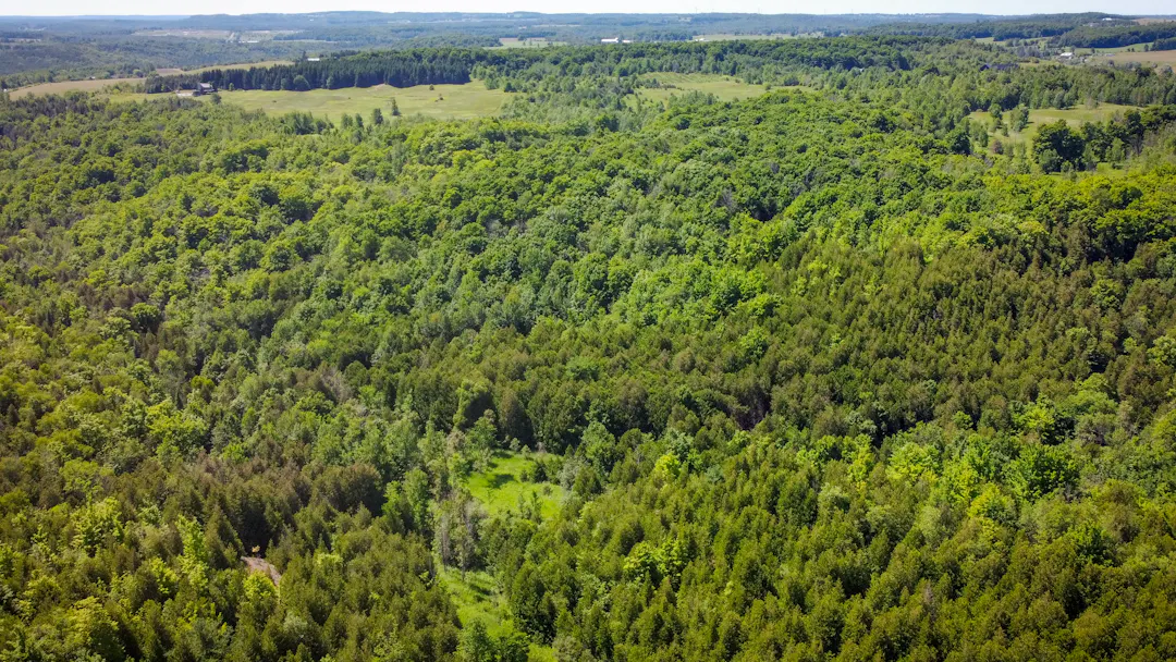 Trees and rolling hills on sunny day