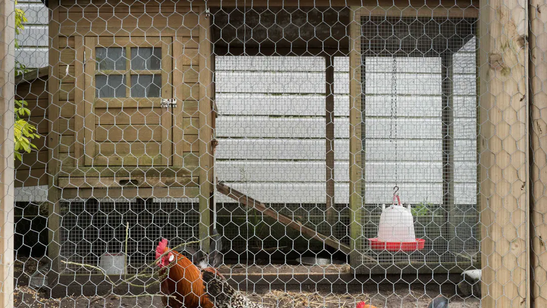 Urban Hens Program | Shape your City Yorkton