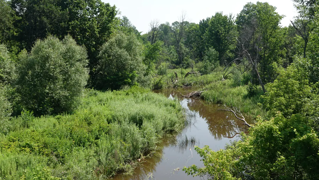Mosquito Creek upstream of Limebank Road in July 2026. The creek flows through a lush green valley.