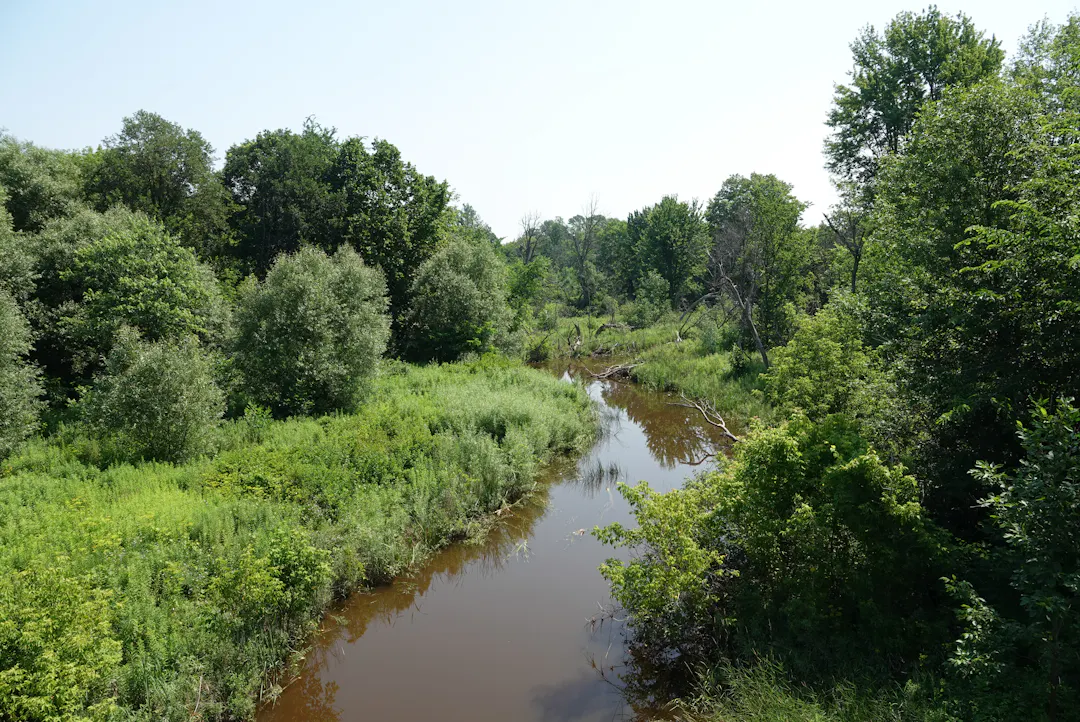 Le ruisseau Mosquito en amont du chemin Limebank en juillet 2026. Le ruisseau traverse une vallée verdoyante et luxuriante.