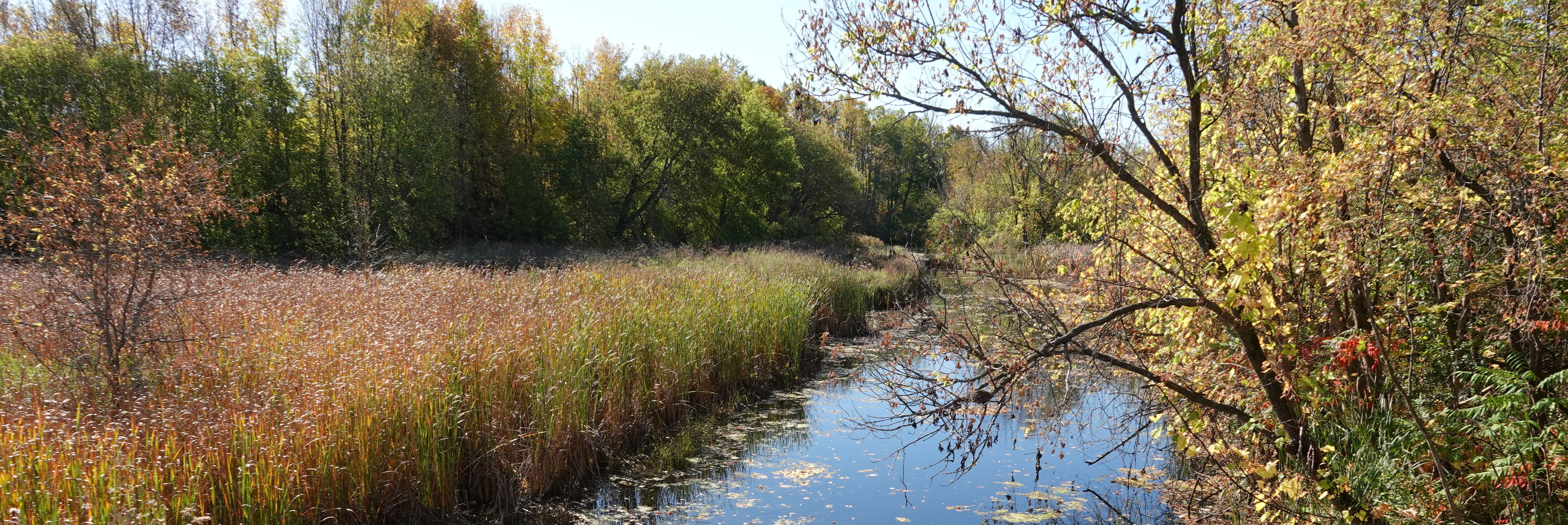 Mosquito Creek upstream of Leitrim Road, as seen in late September 2025. 