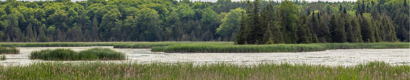 Marshland with cattails in the foreground