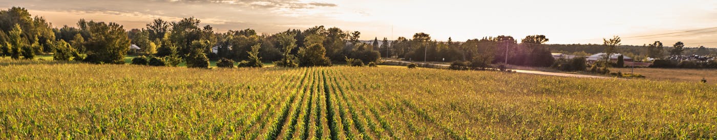 Golden green farm field of corn