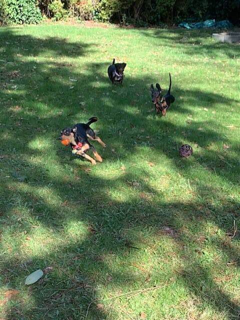 Weiners on the Run