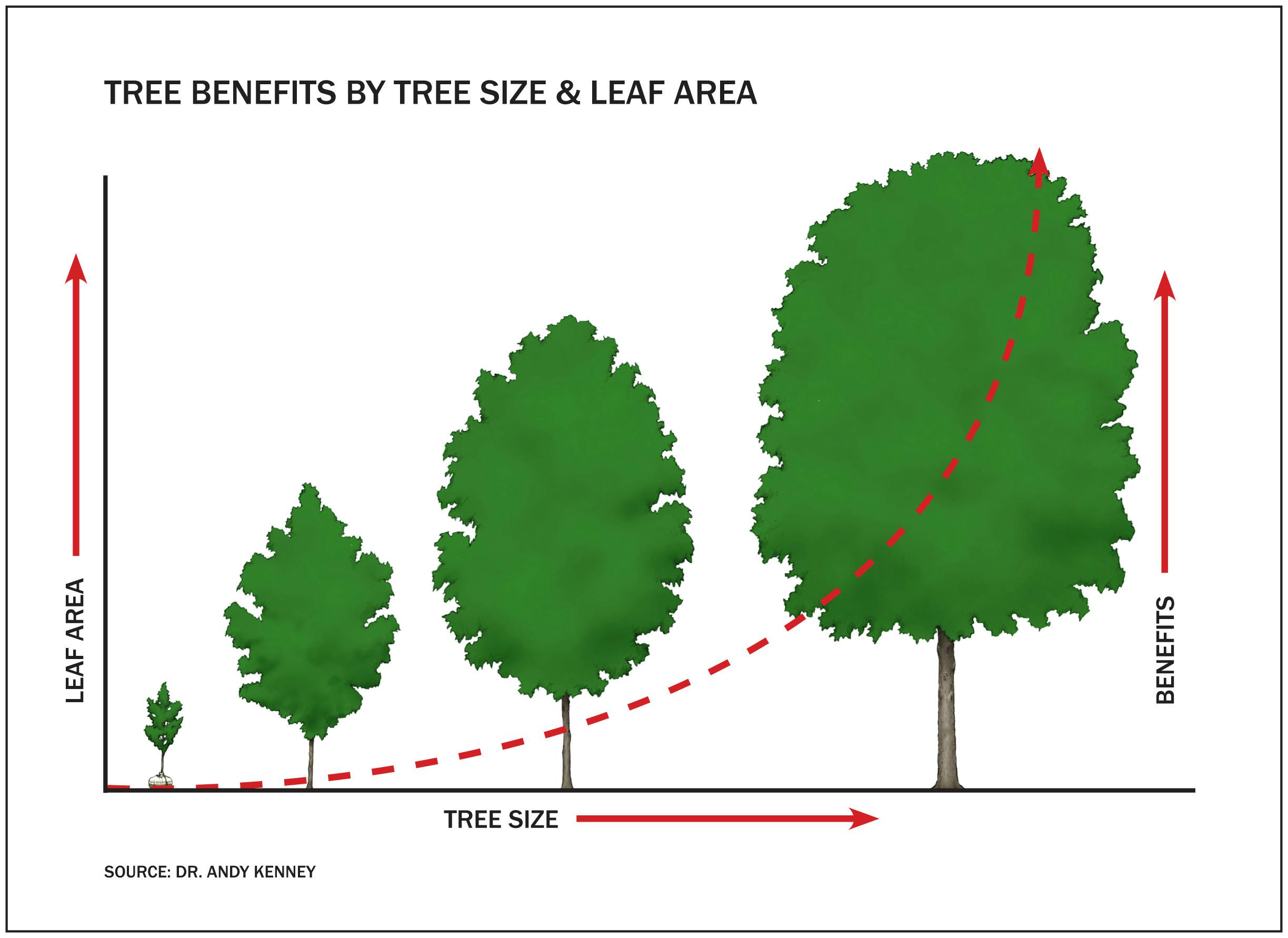 Tree  benefits by tree size and leaf area