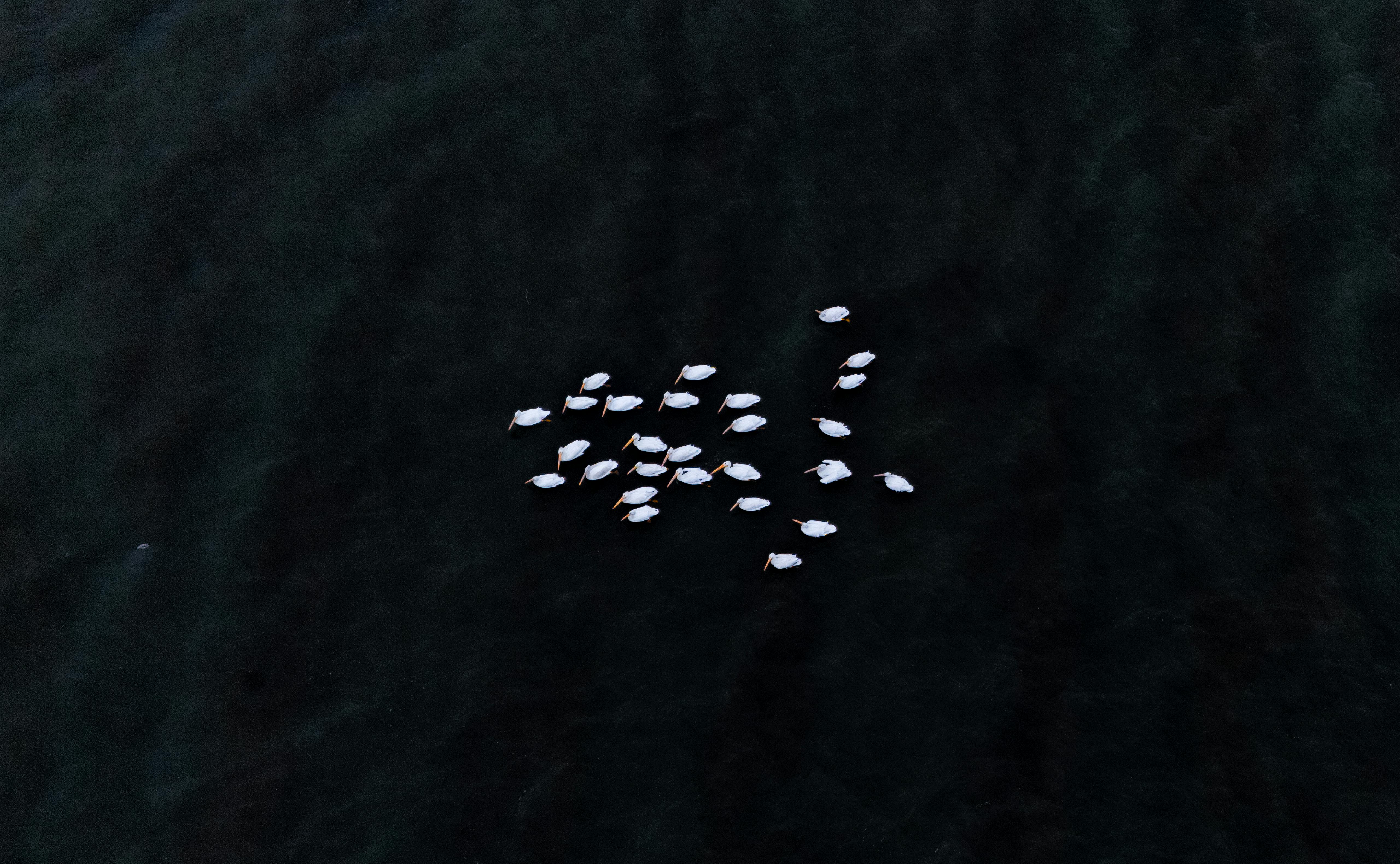 Sun Xiaoling - Adult