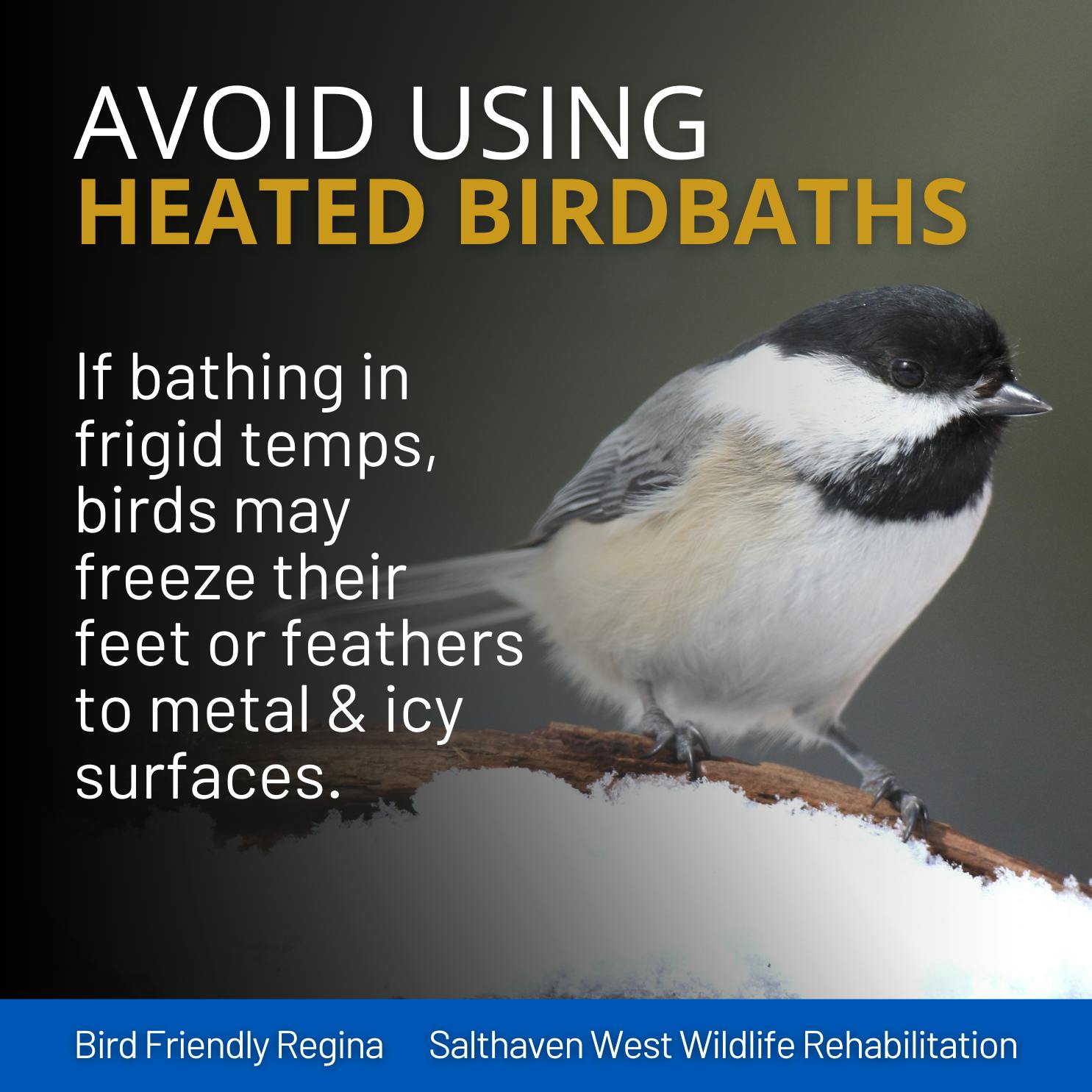 Bird Friendly Regina - Heated Birdbaths.png