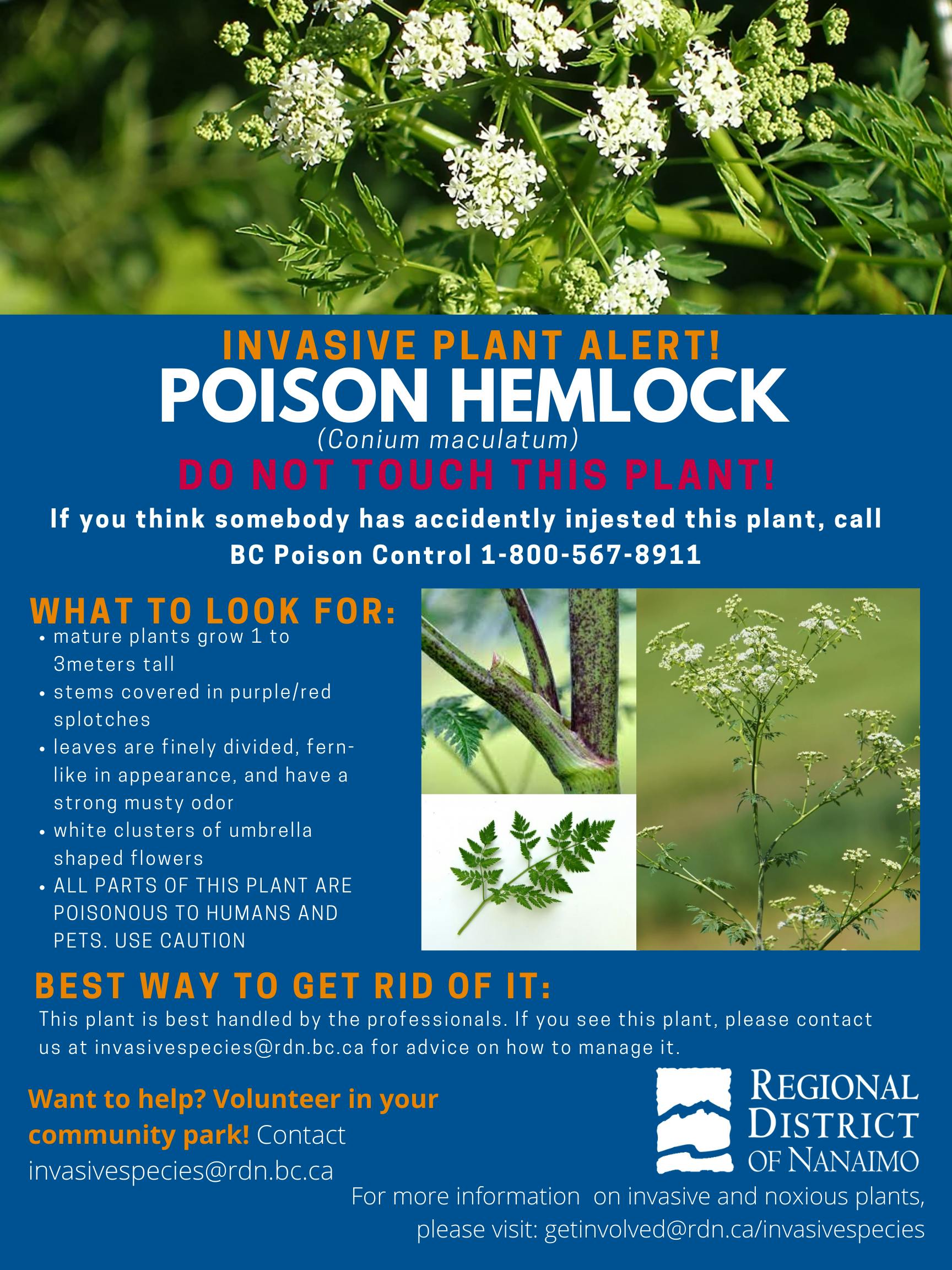 Invasive Plant Alert Poison Hemlock
