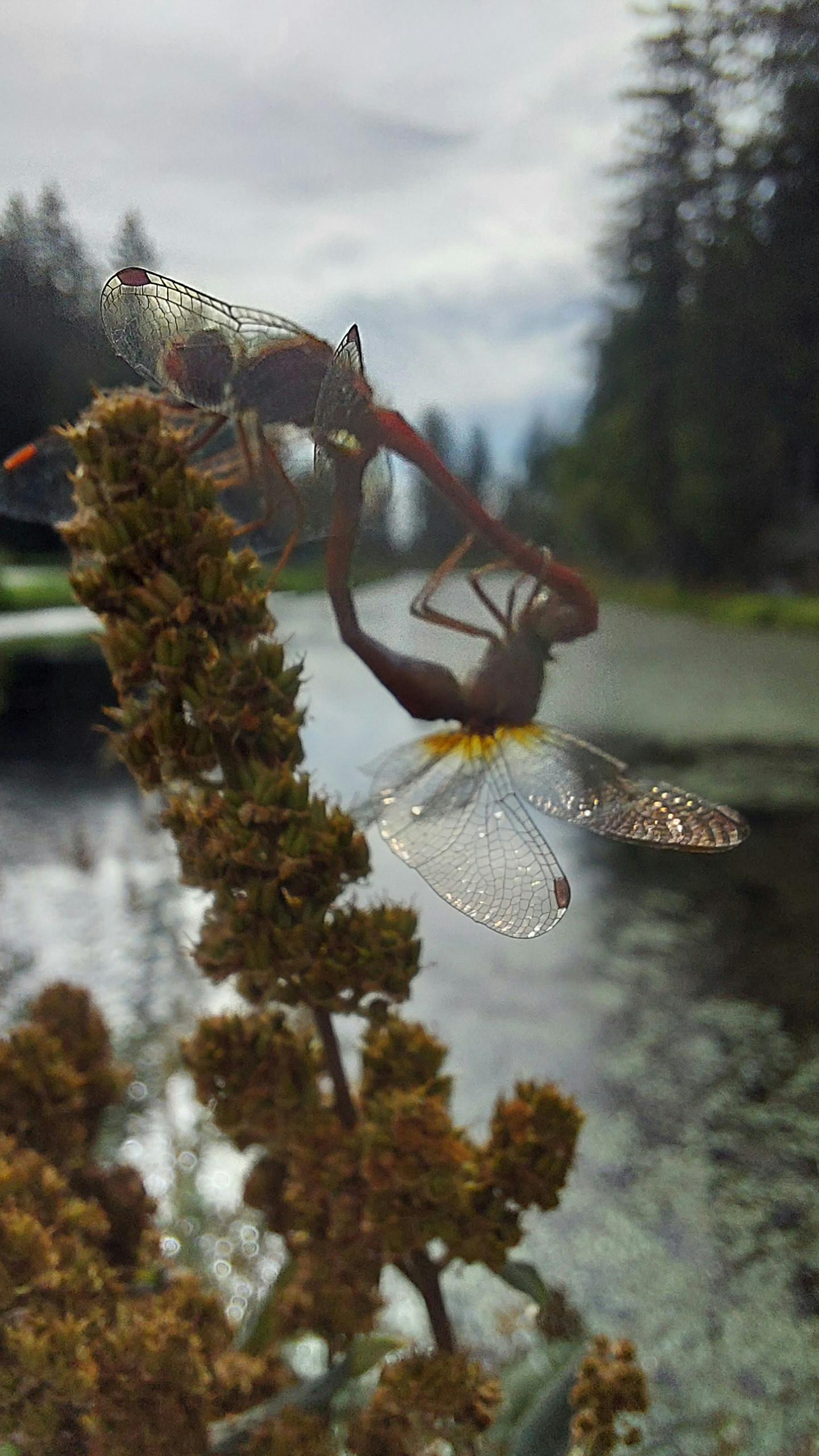 Jonathan Bisby - Adult