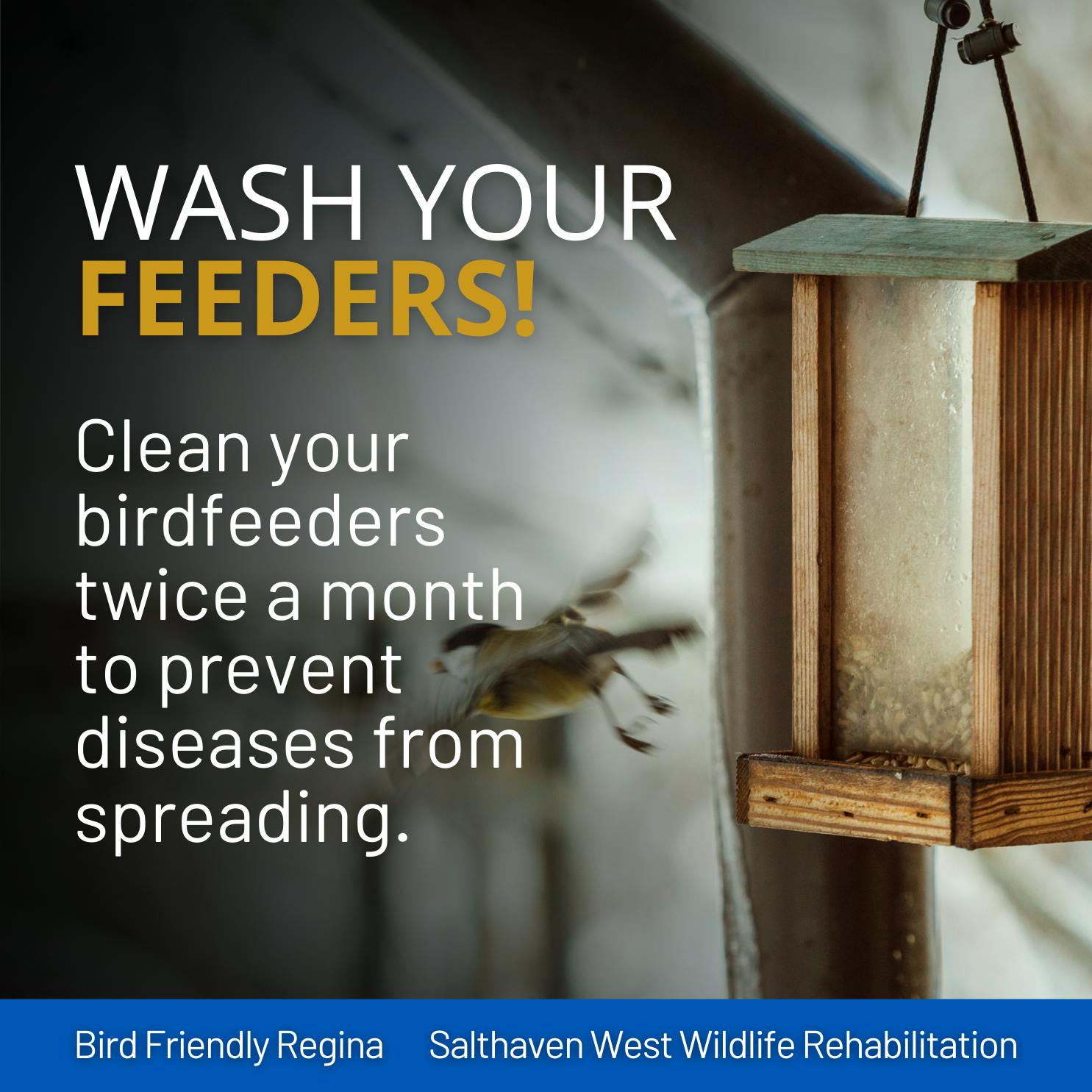 Bird Friendly Regina - Wash Feeders.png