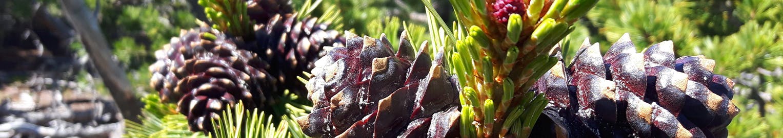 The cones and needles of a whitebark pine.