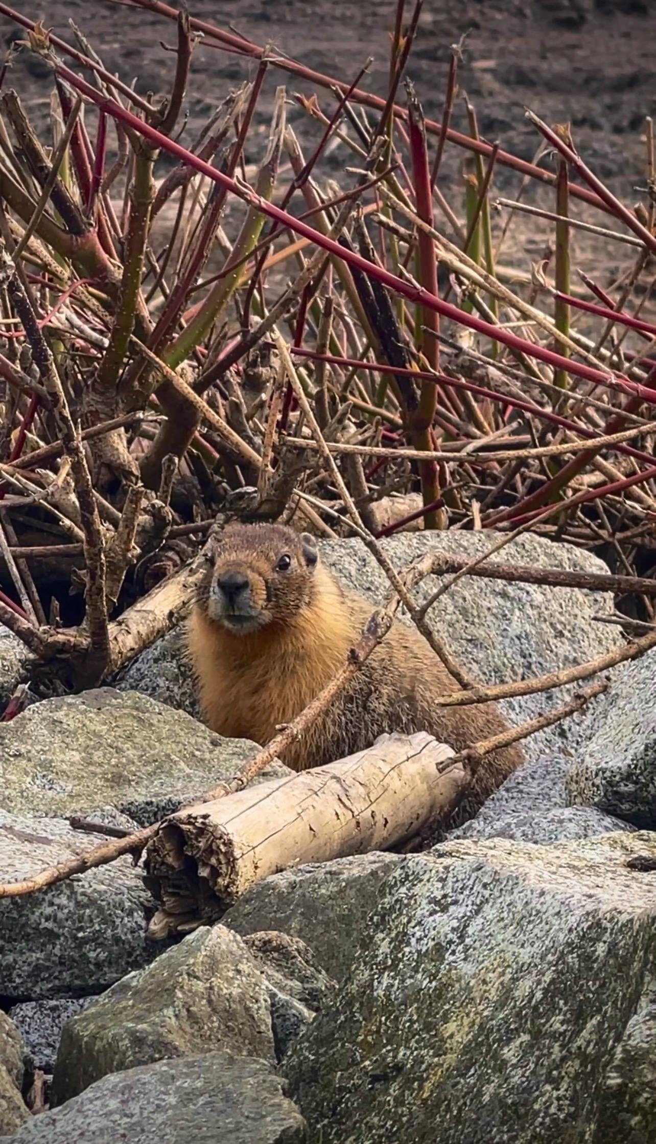 Maddie Jacobs-Mayall - Youth