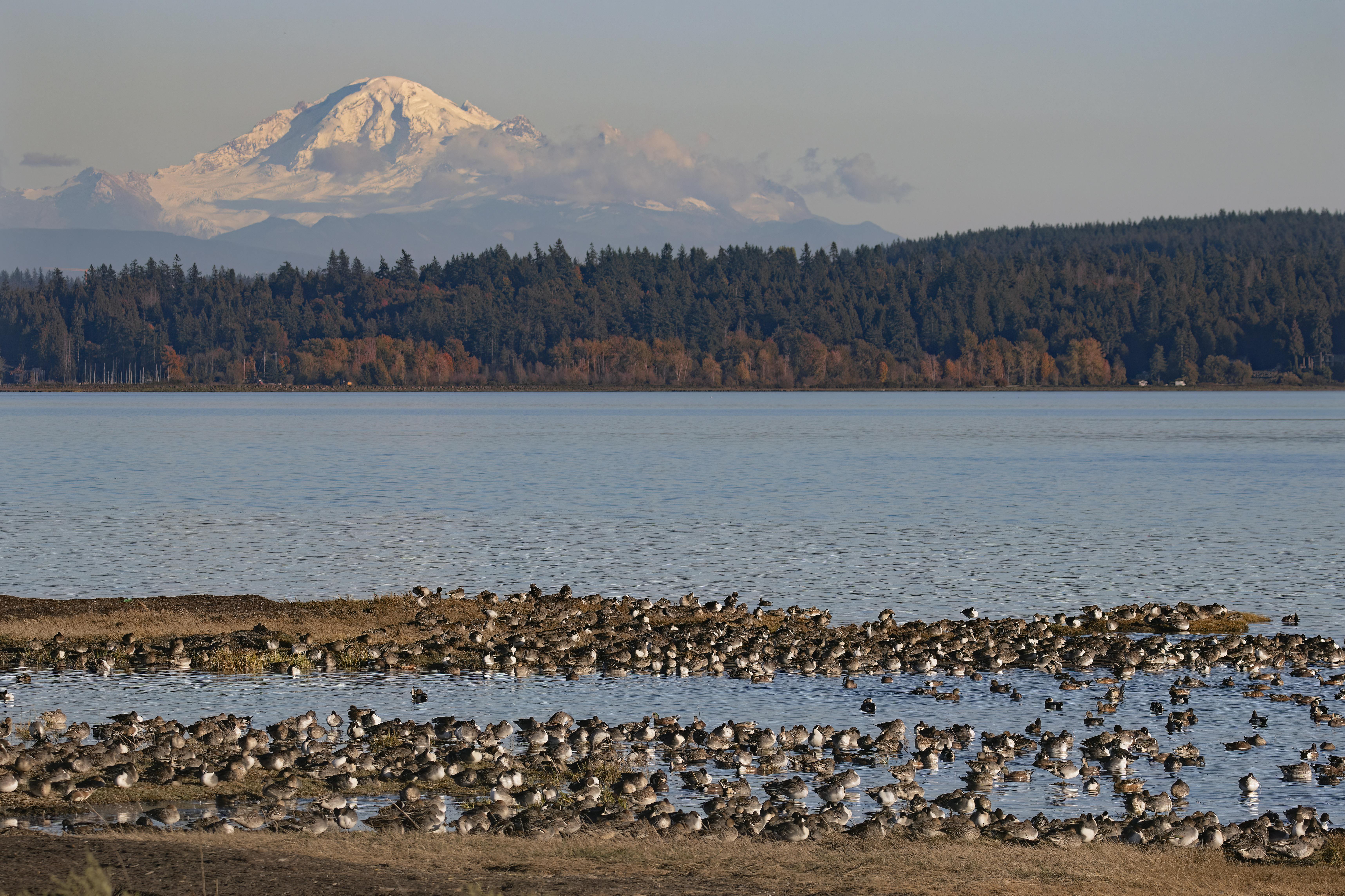 Migrations in Boundary Bay 
