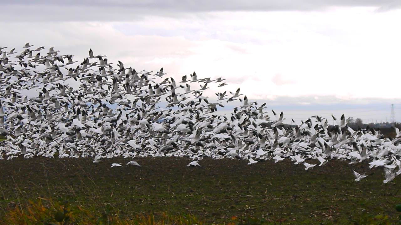 Linda Spouler - Adult