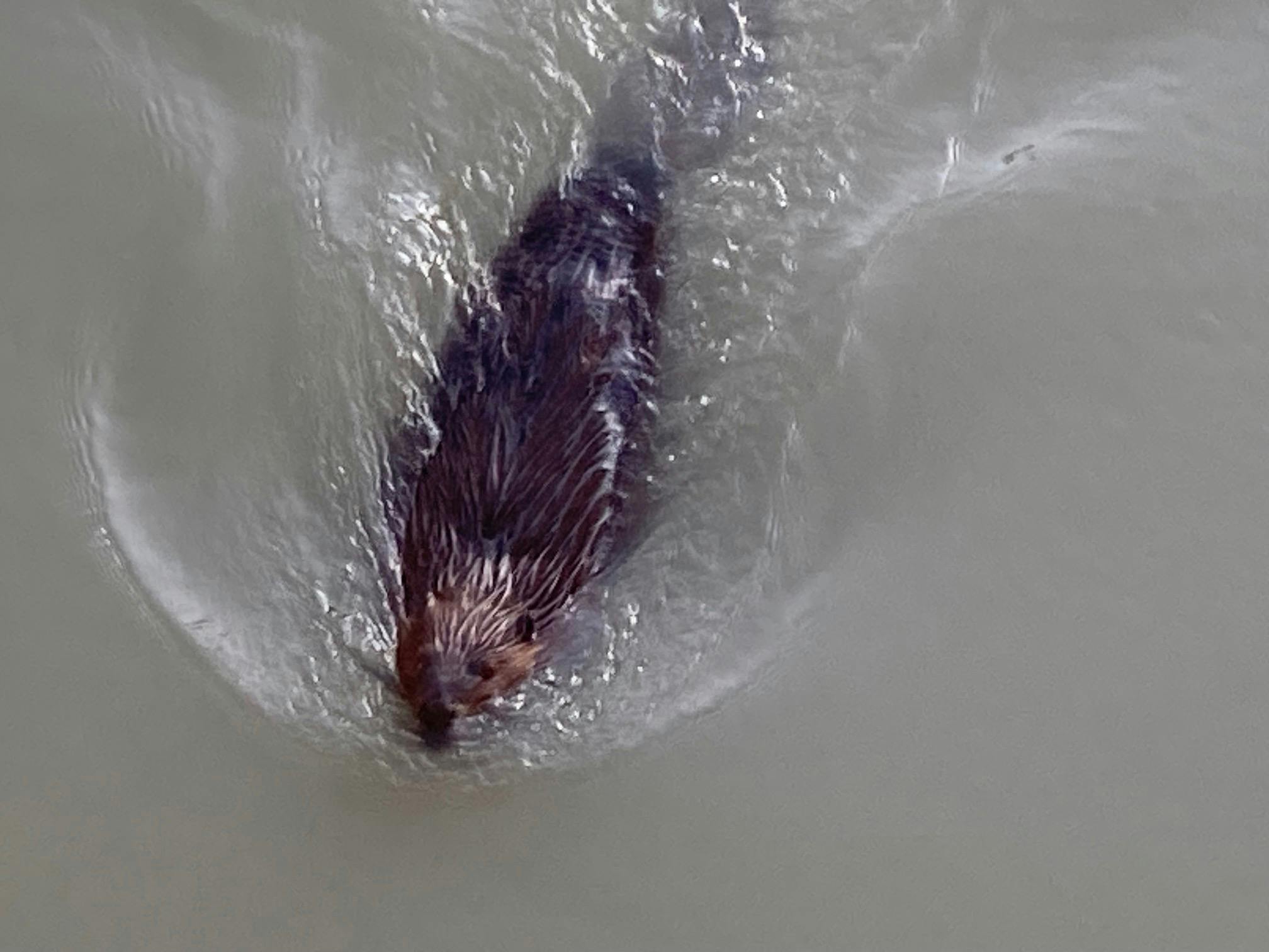 J.A. Russell - Adult