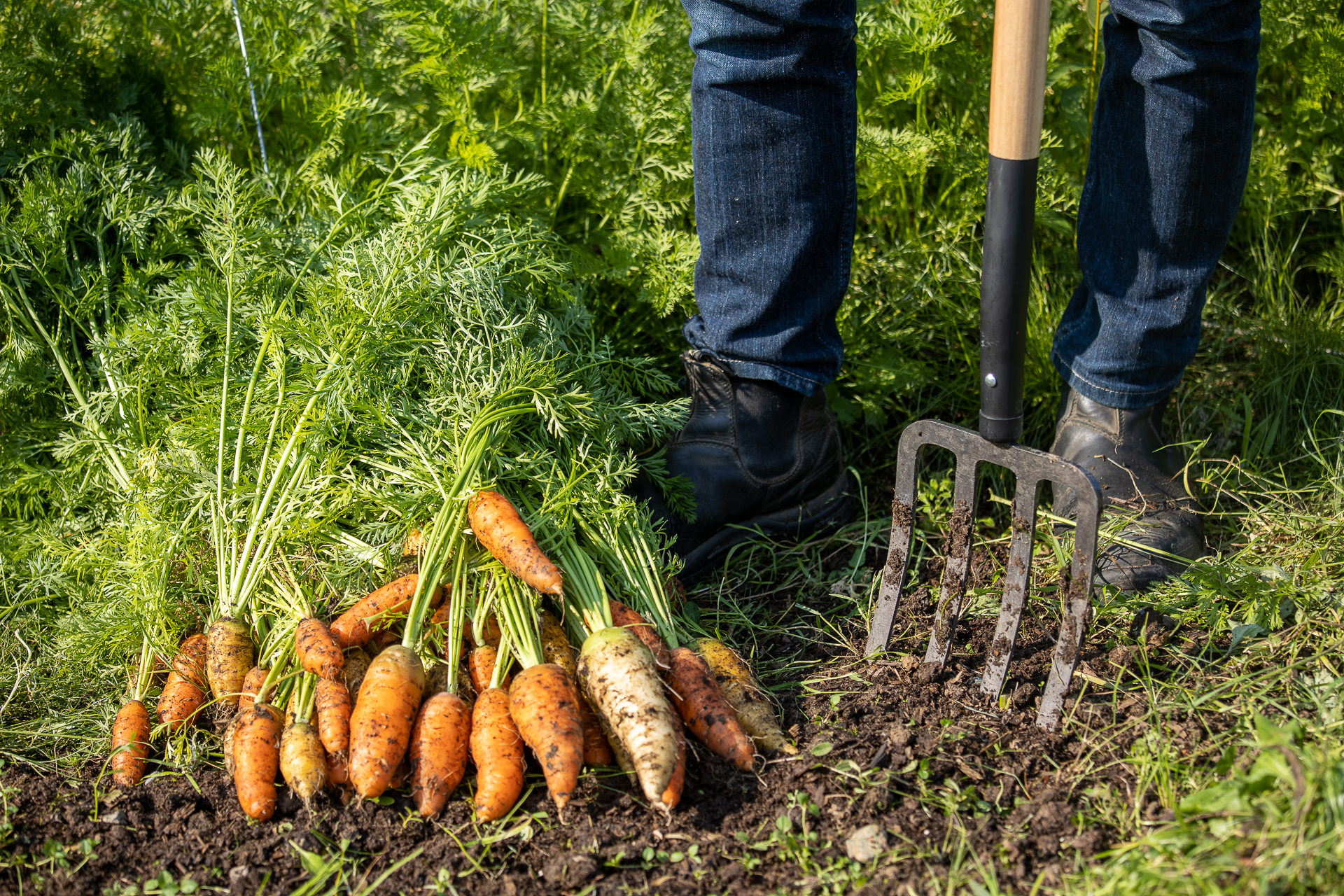 Fresh Carrots from the garden!
