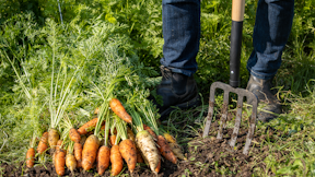 Fresh Carrots from the garden!