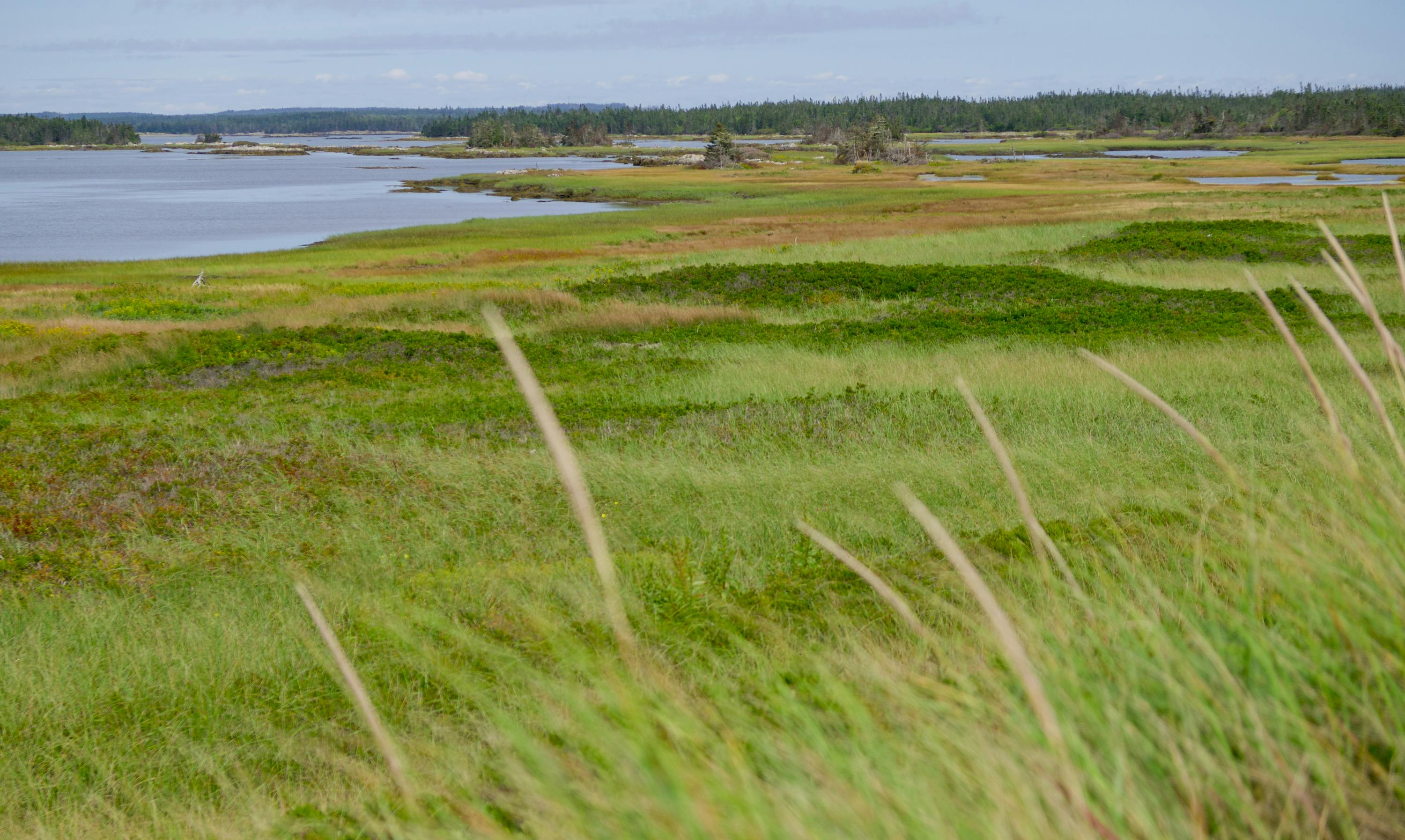 Salt marsh view  (Photo: Corey Isenor)