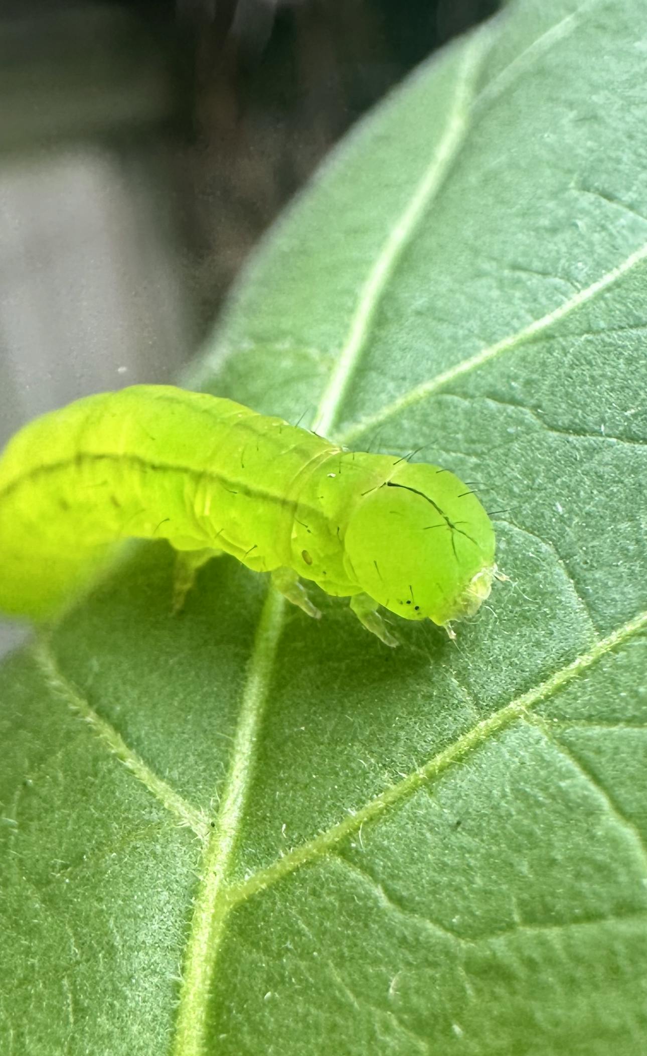 Caterpillar on a leaf! 