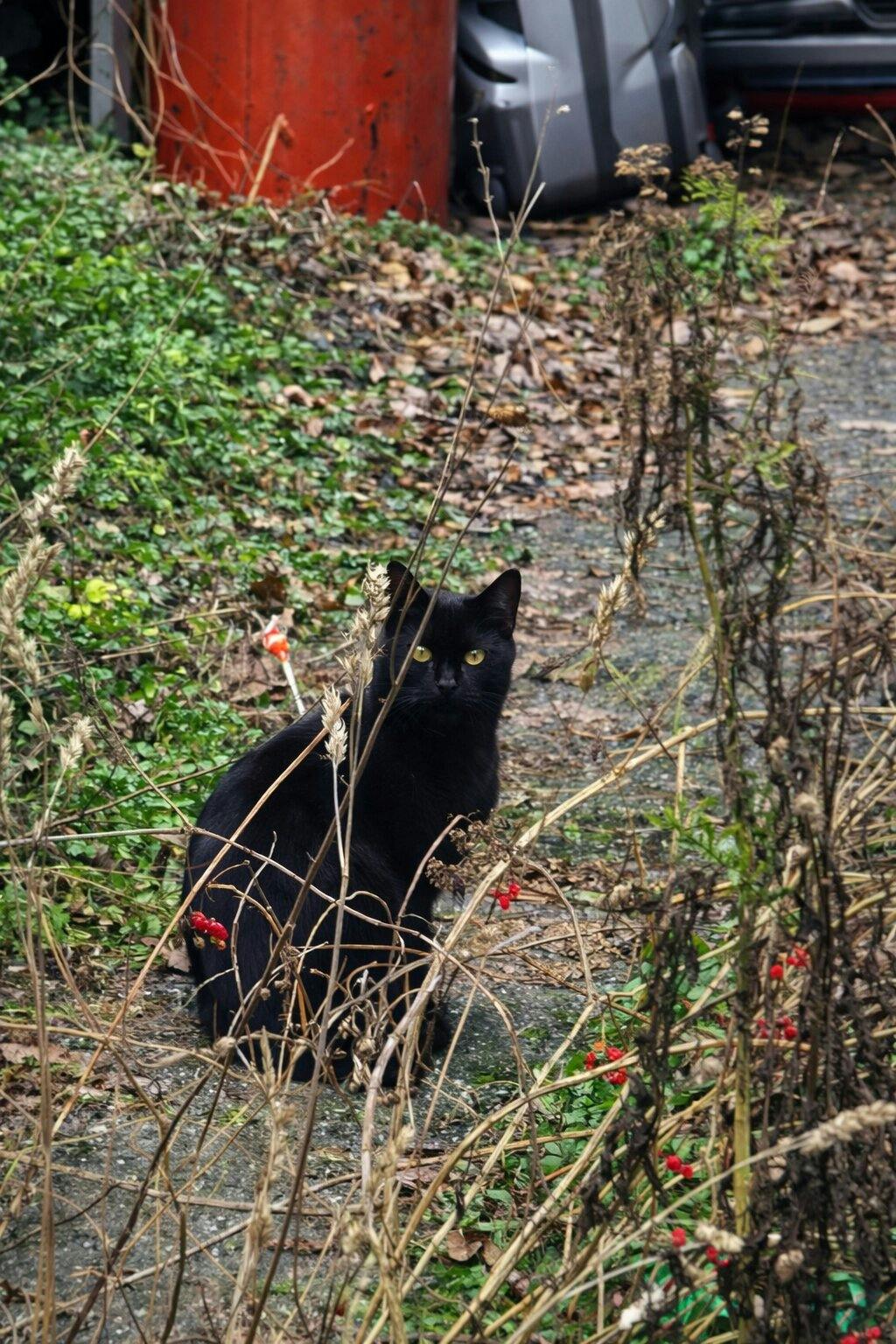 Ayushmaan Sharma - Youth