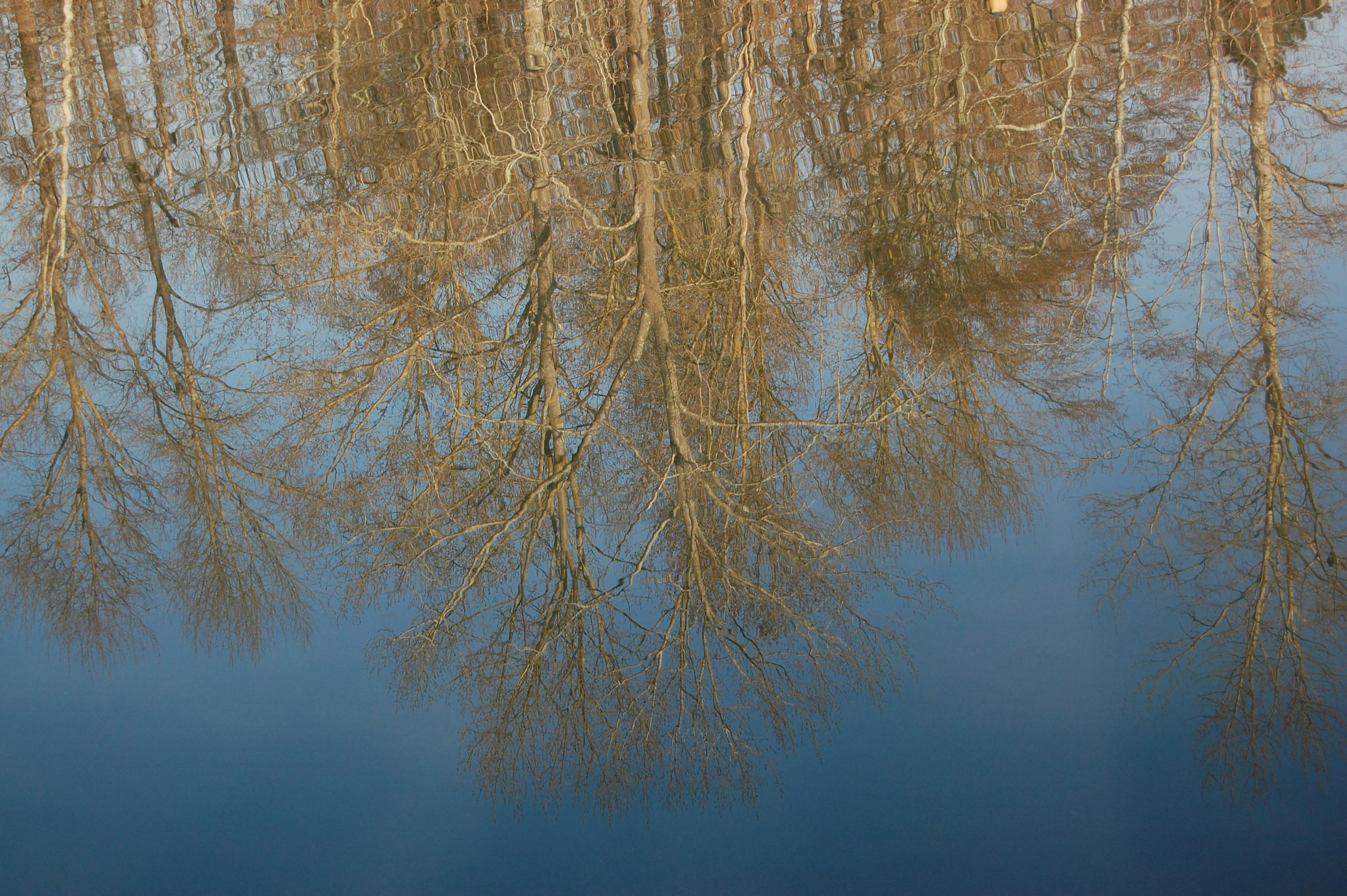 Reflect the Trees