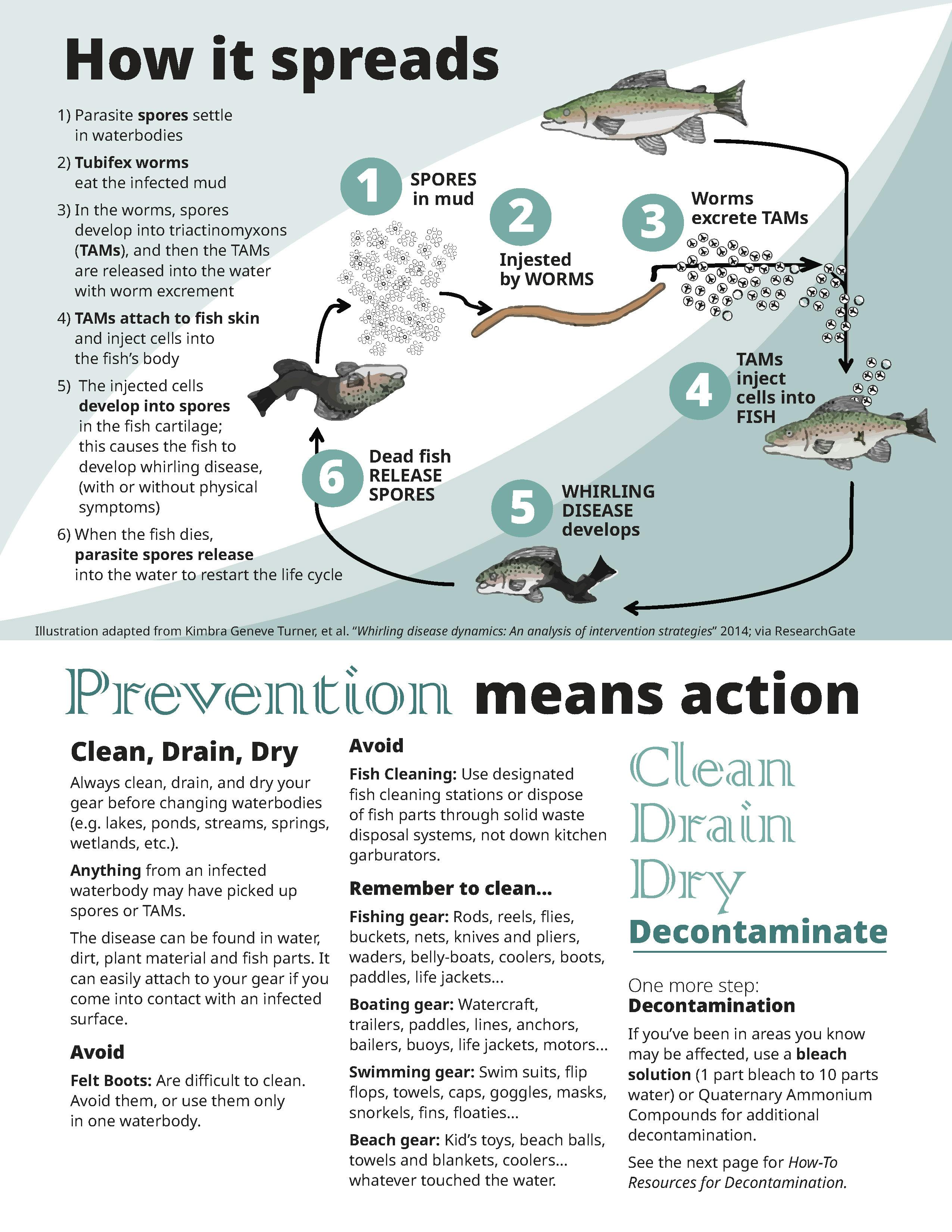 Whirling Disease Fact Sheet for Distribution August 2024_Page_3.jpg