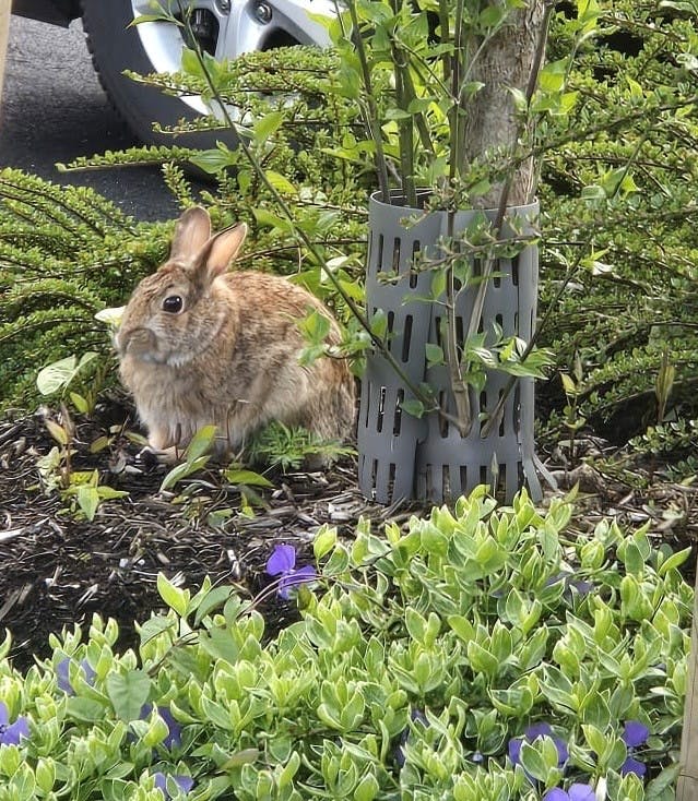 Christine Nenno - Adult