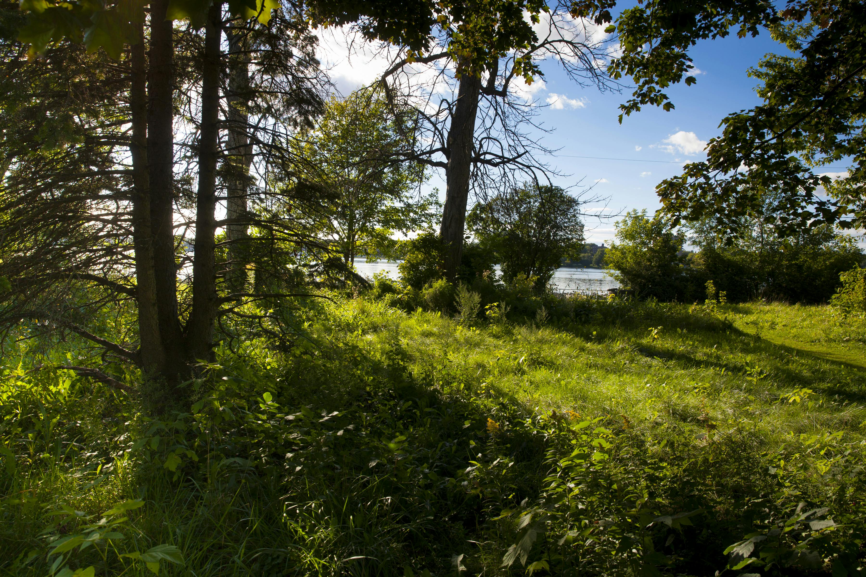 Vegetation on the site