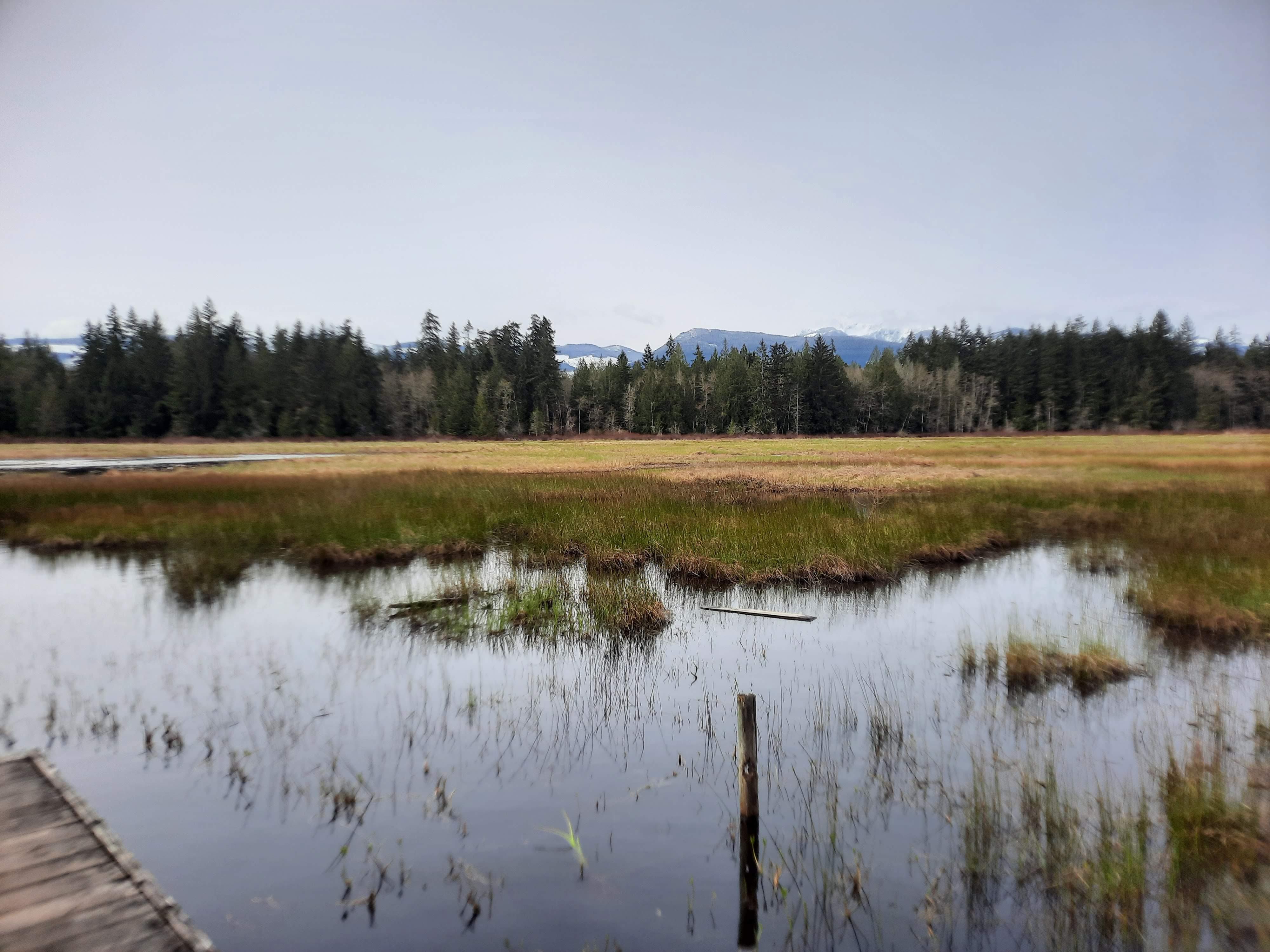 Hamilton Marsh...once it's gone, it's gone