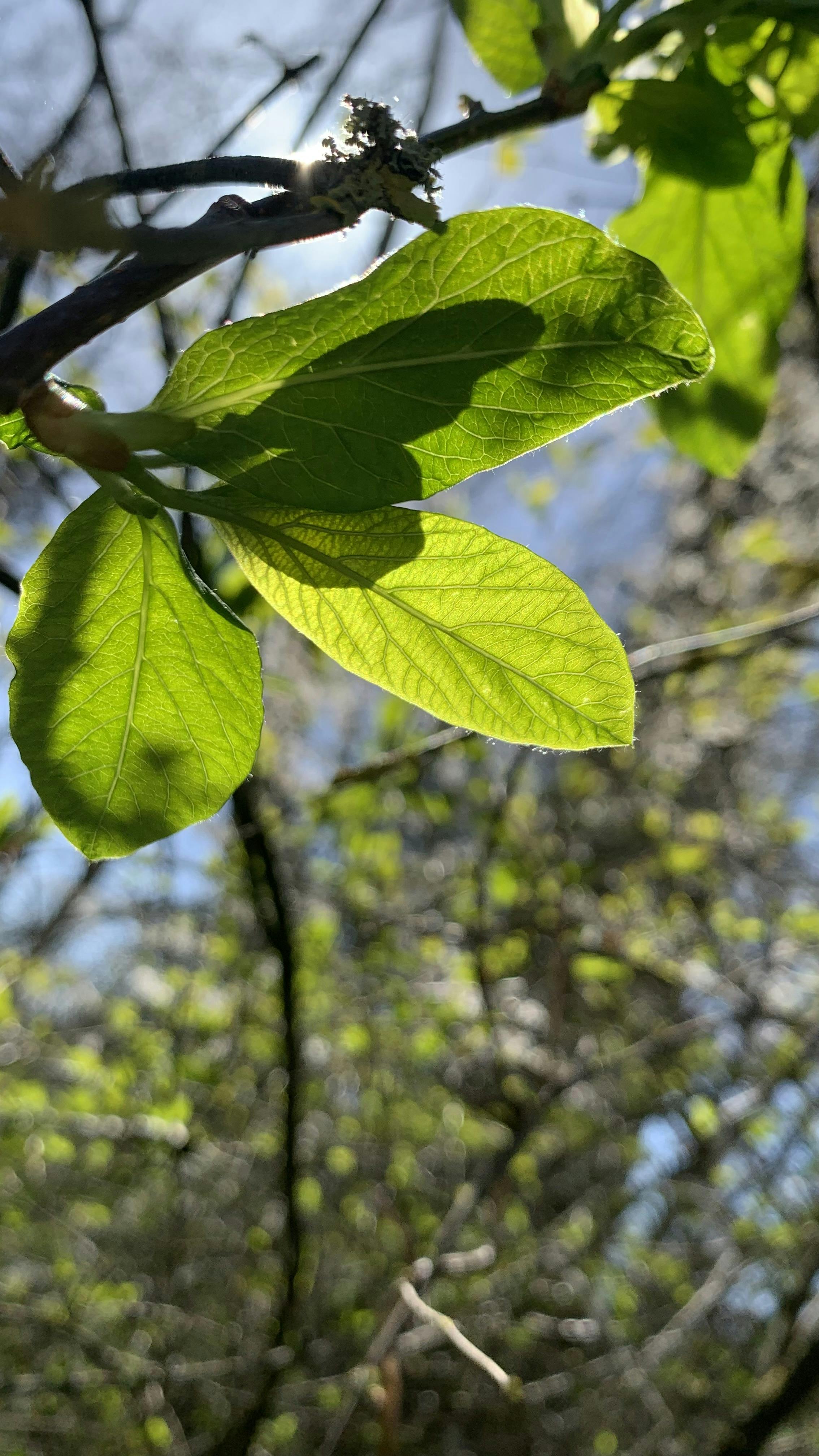 Keep Beach Grove Green