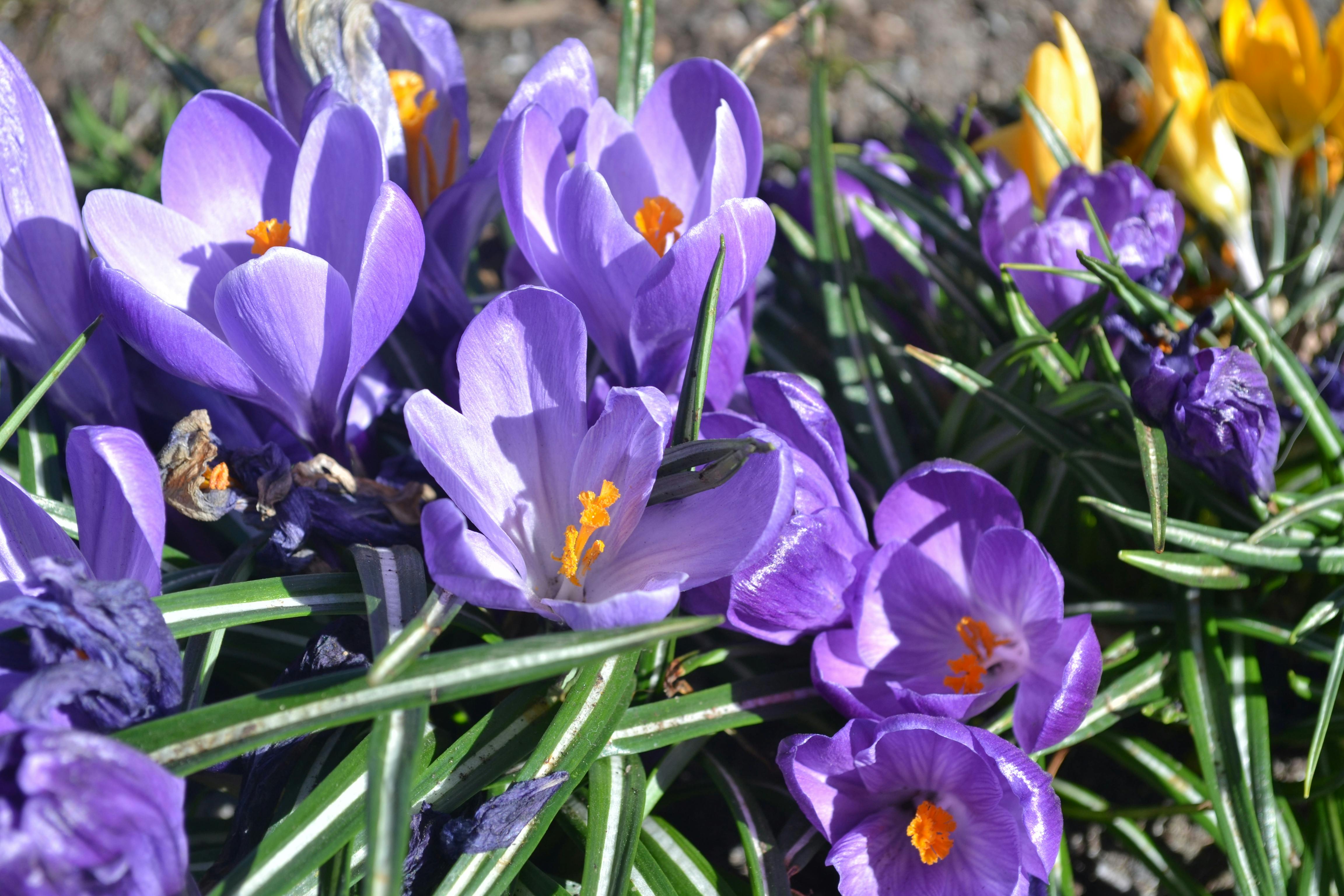 Growing and Withering