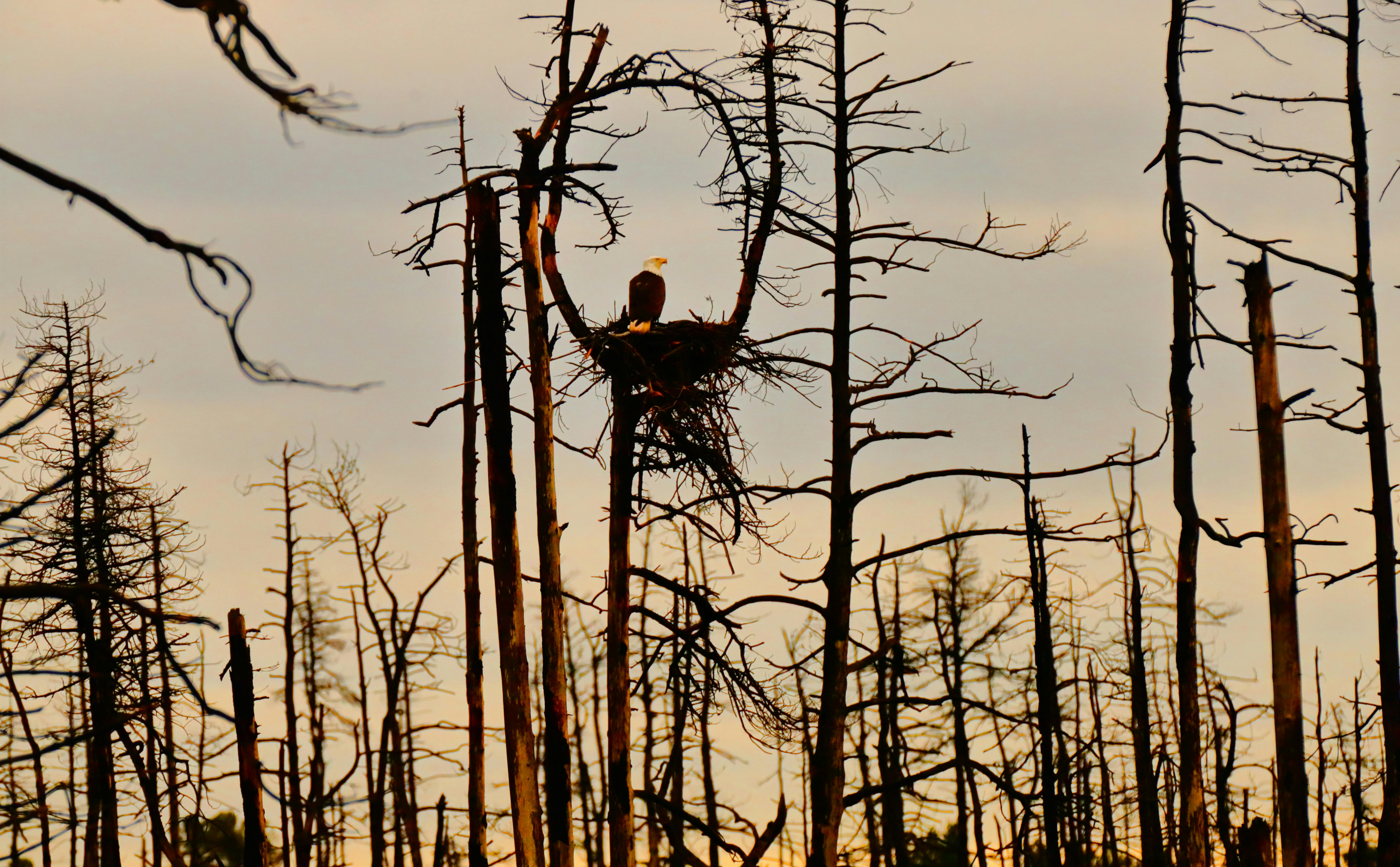 Yichun Zhang - Adult