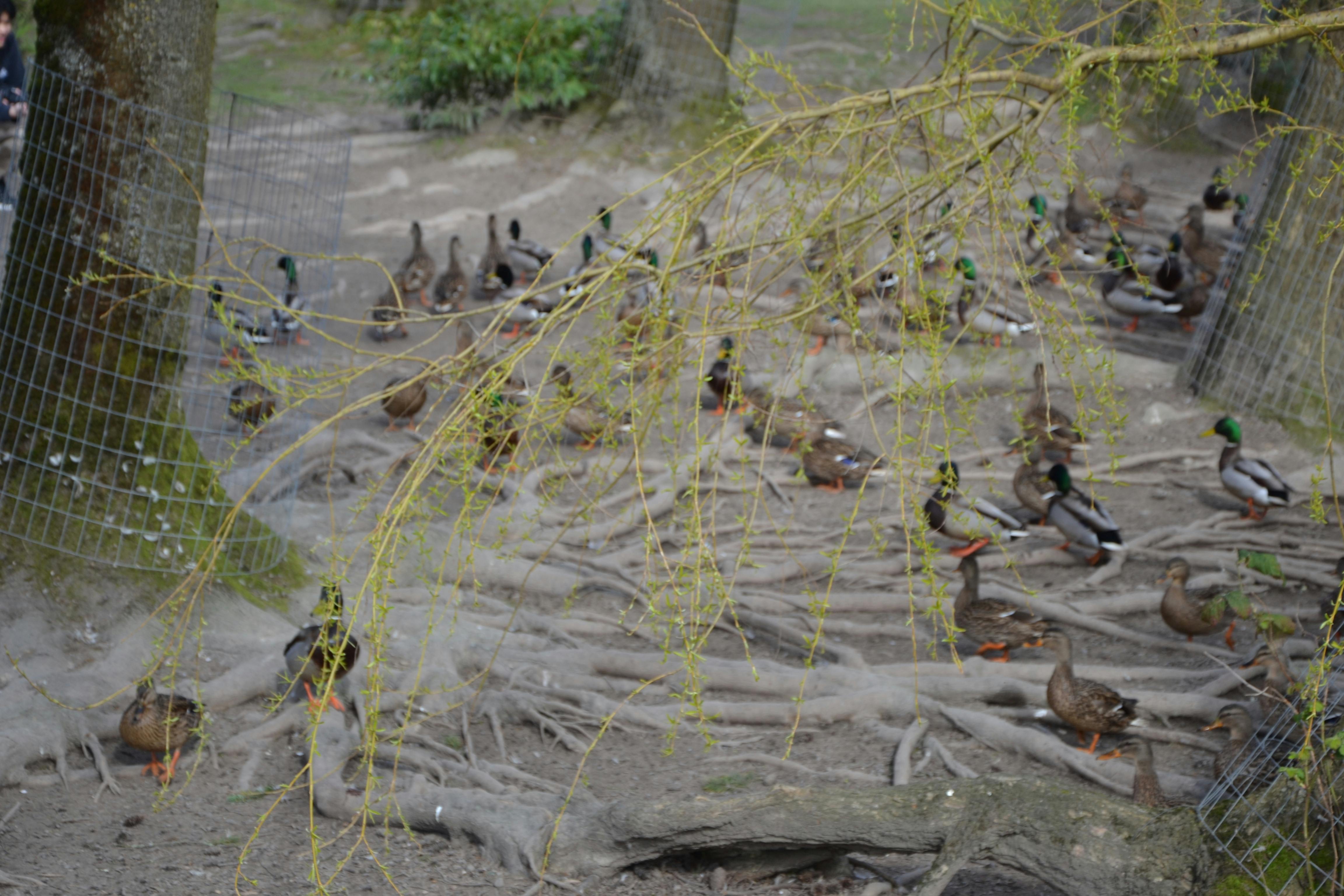 Adam Elbeblawy - Youth