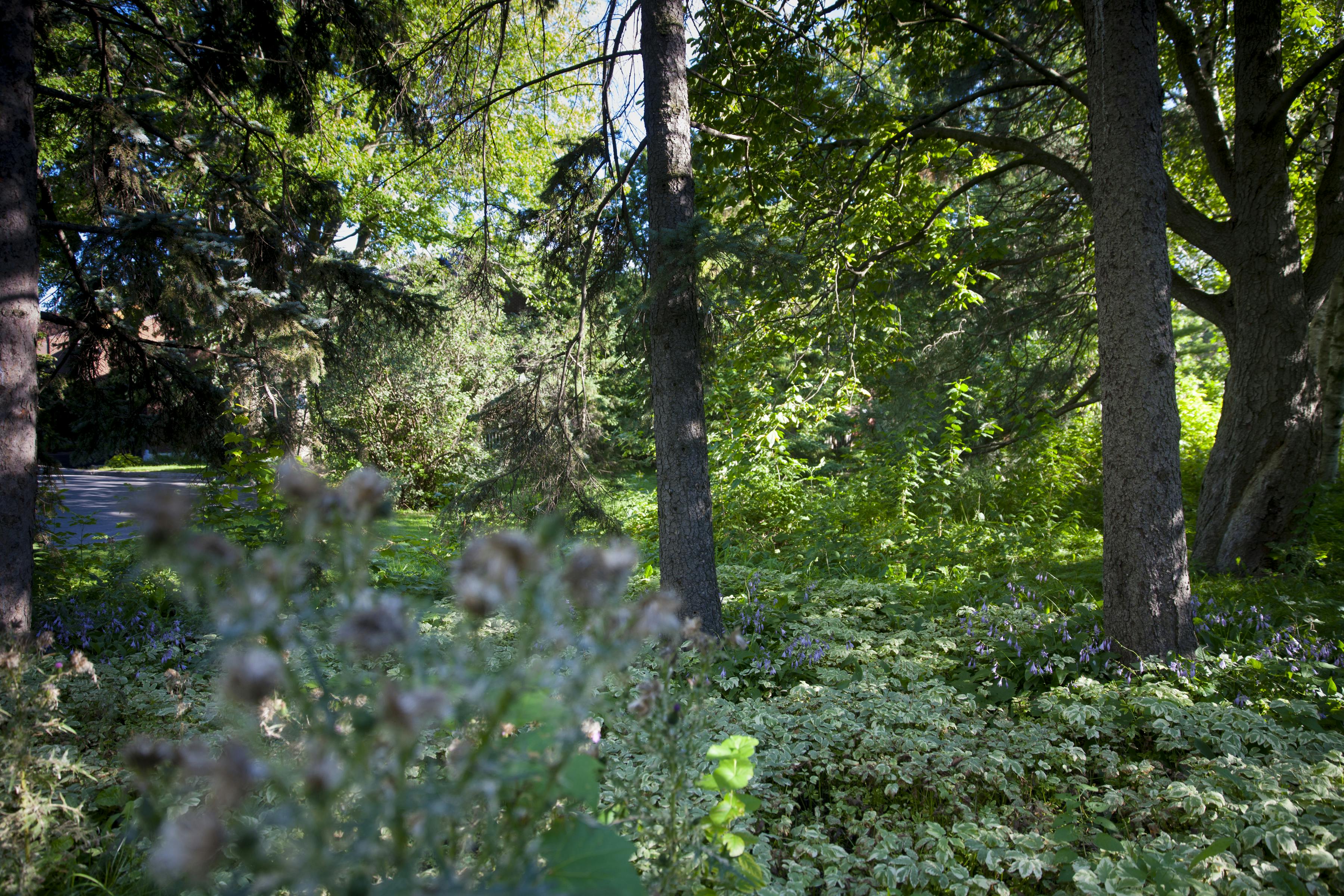 Vegetation on the site